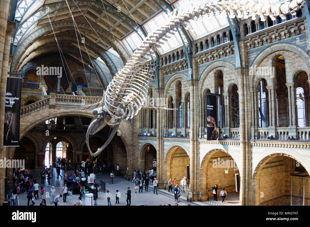 Blue whale skeleton in the Grand Hall of Natural History Museum, London