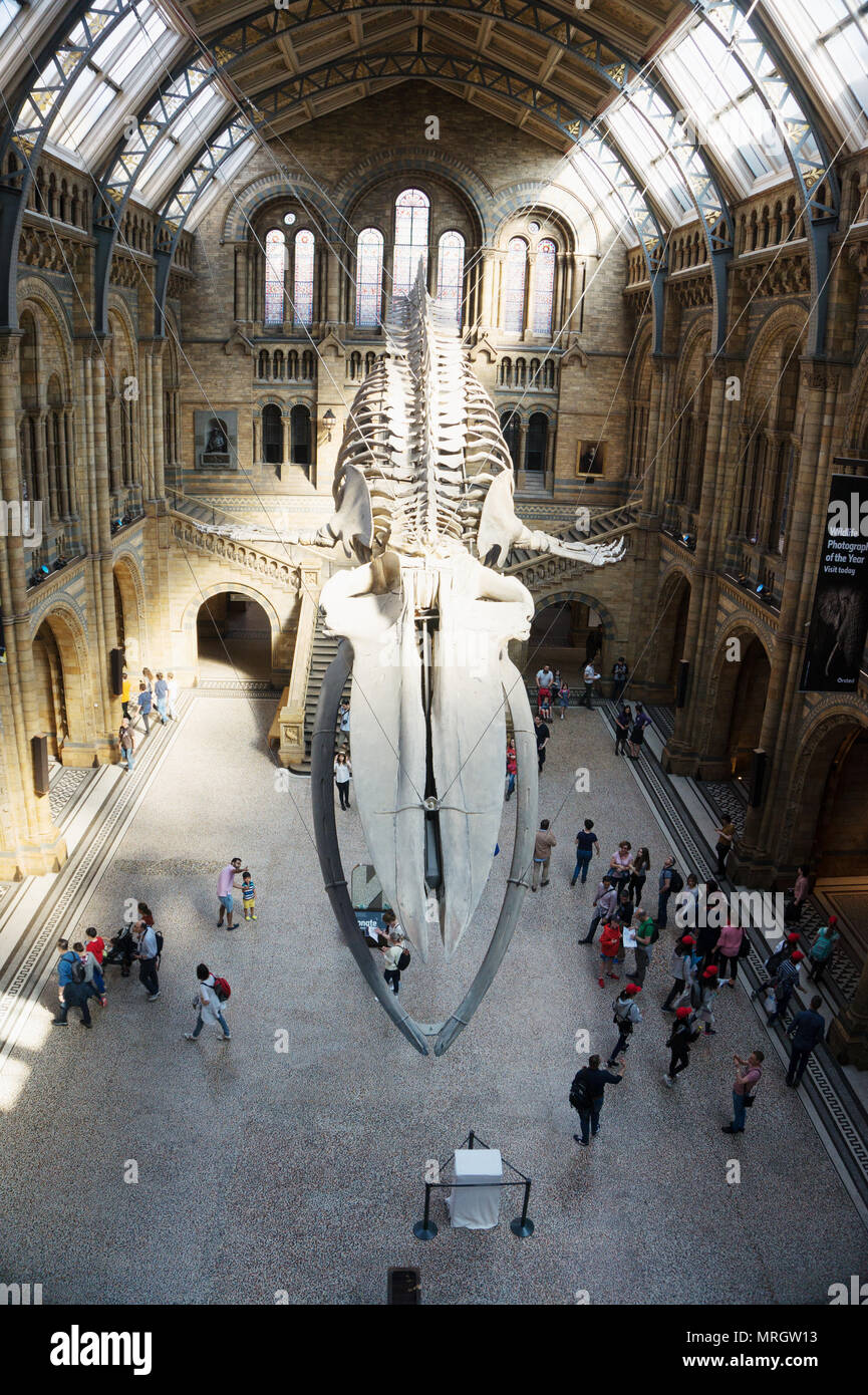 Blue whale skeleton in the Grand Hall of Natural History Museum, London England Stock Photo