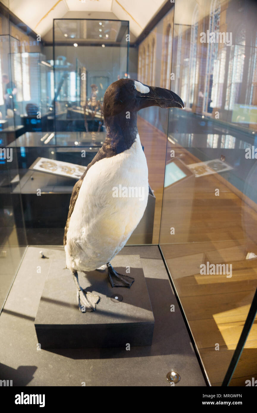 Extinct Great auk, Pinguinus impennis, specimen Natural History Museum London England Stock Photo