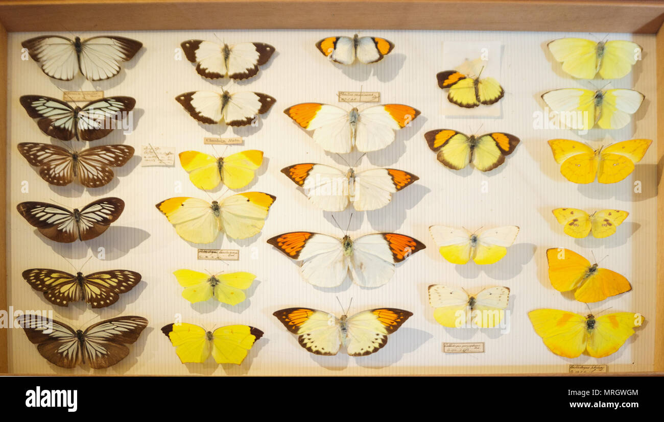 Butterflies collected by Alfred Russell Wallace, Natural History Museum, London England Stock Photo