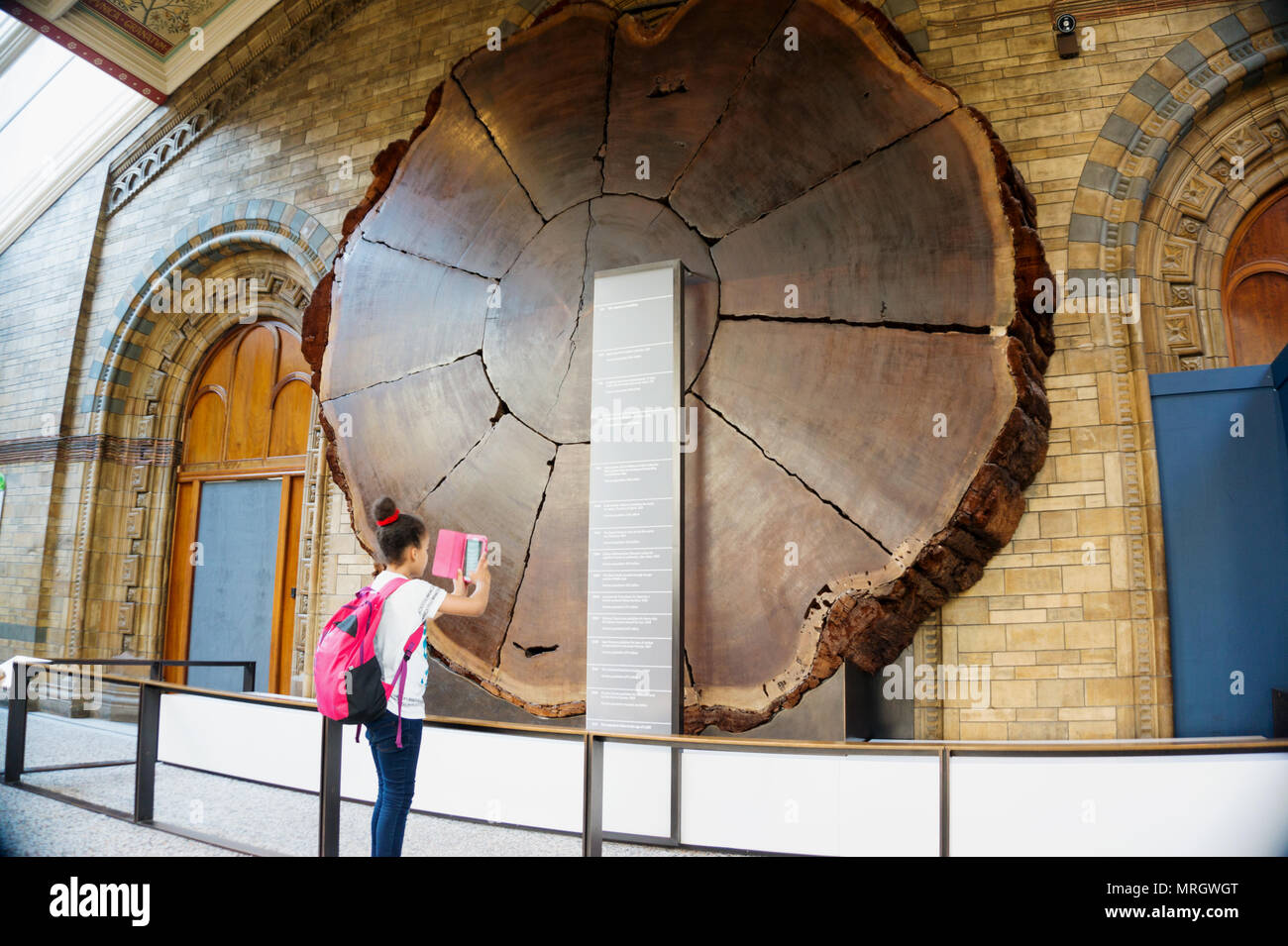Giant sequoia, Sequoiadendron giganteum, ring in Natural History Museum London England Stock Photo