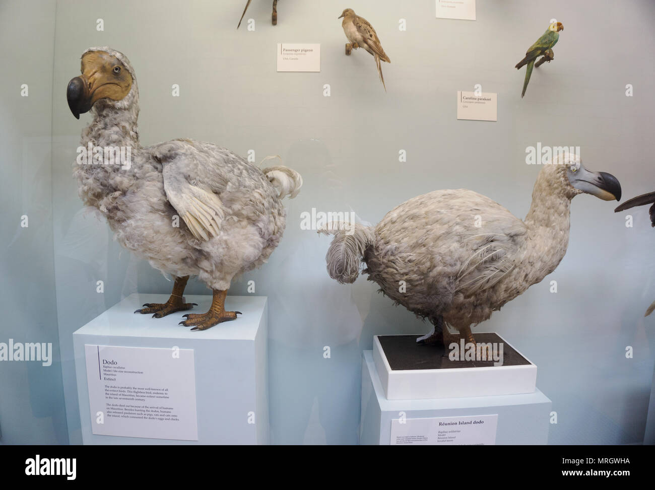 Extinct specimens of Mauritius Dodo, Raphus cucullatus, and Reunion Island dodo, Raphus solitarius models, Natural History Museum London England Stock Photo