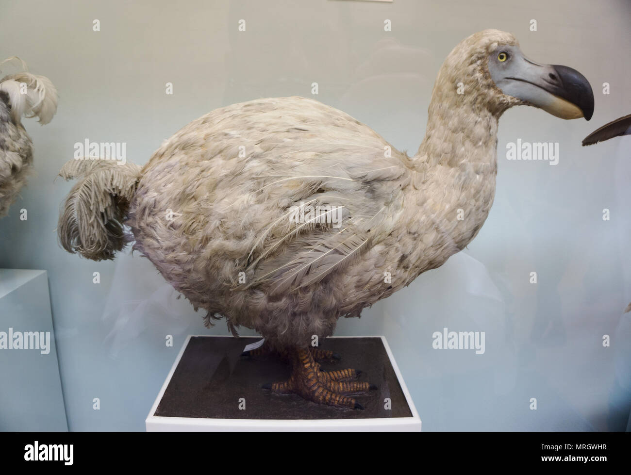 Extinct specimens of Reunion Island dodo, Raphus solitarius models Natural History Museum London England Stock Photo