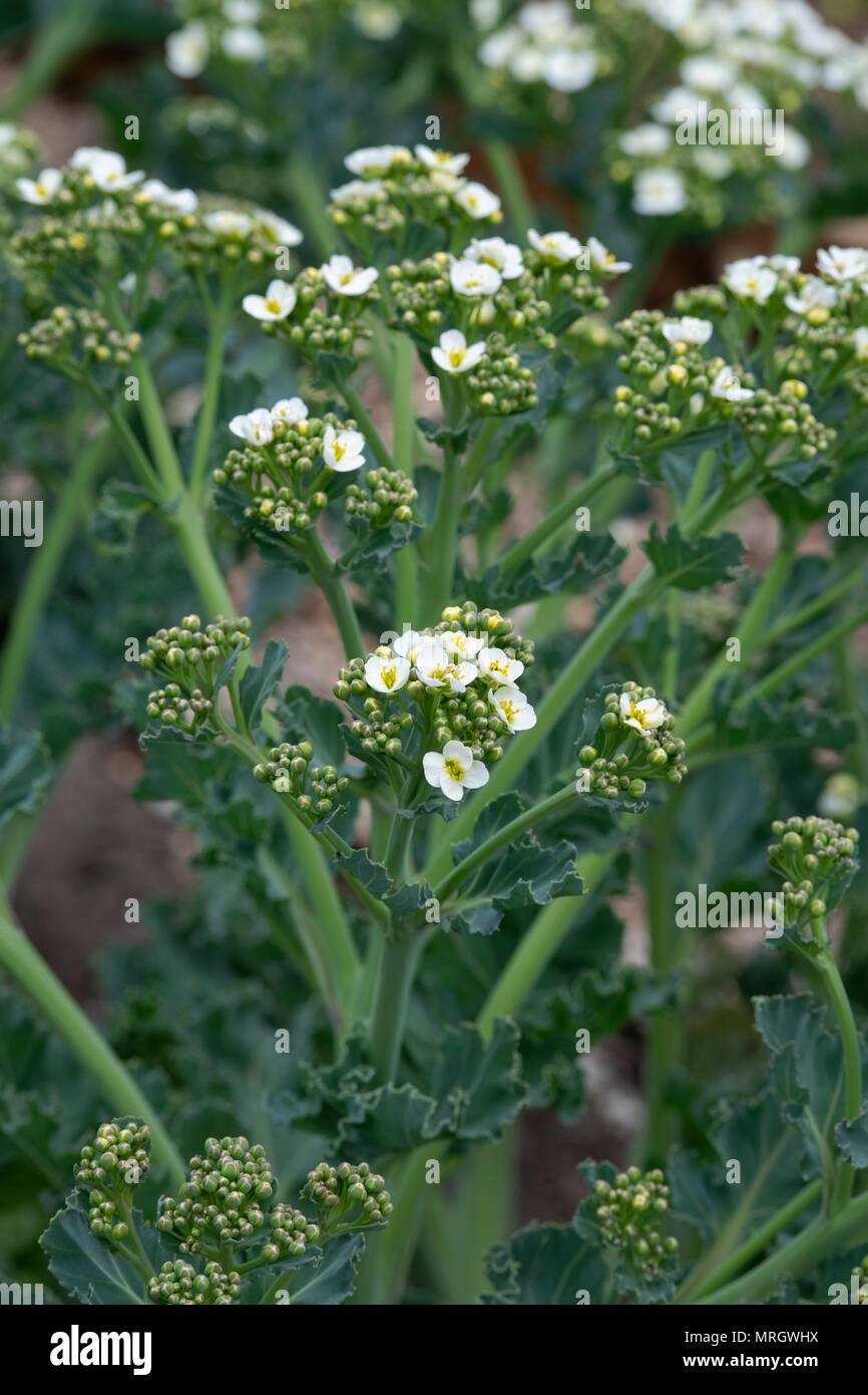 Crambe maritima. Sea kale in flower Stock Photo Alamy