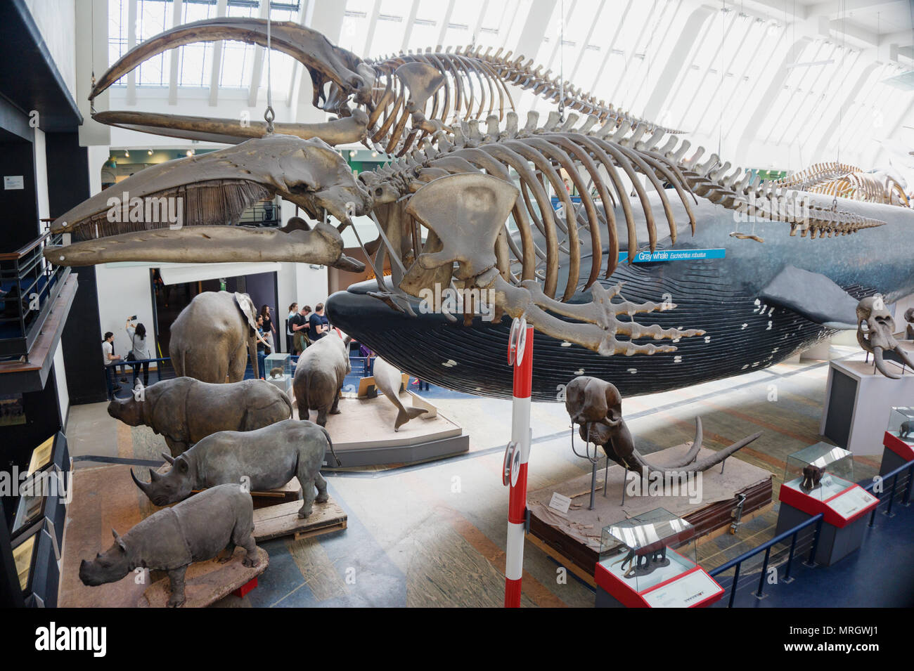 Whale skeletons Natural History Museum London England Stock Photo