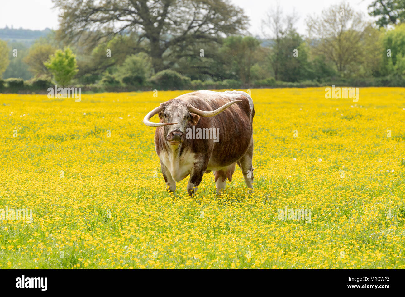 Bos primigenius. English longhorn cow in a field of buttercups in the english countryside. Oxfordshire, UK Stock Photo