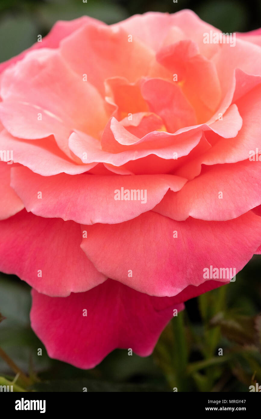 Rosa ‘I Am Macmillan’. Floribunda Rose ‘I Am Macmillan’ Stock Photo