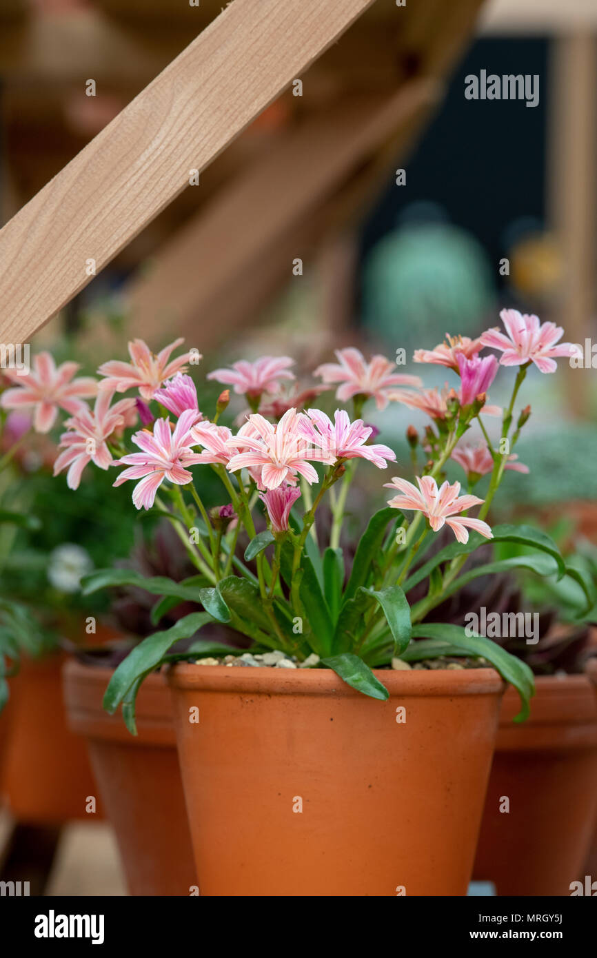 Lewisia longipetala Little Plum flowers in flower pots inside a greenhouse at a flower show. UK Stock Photo