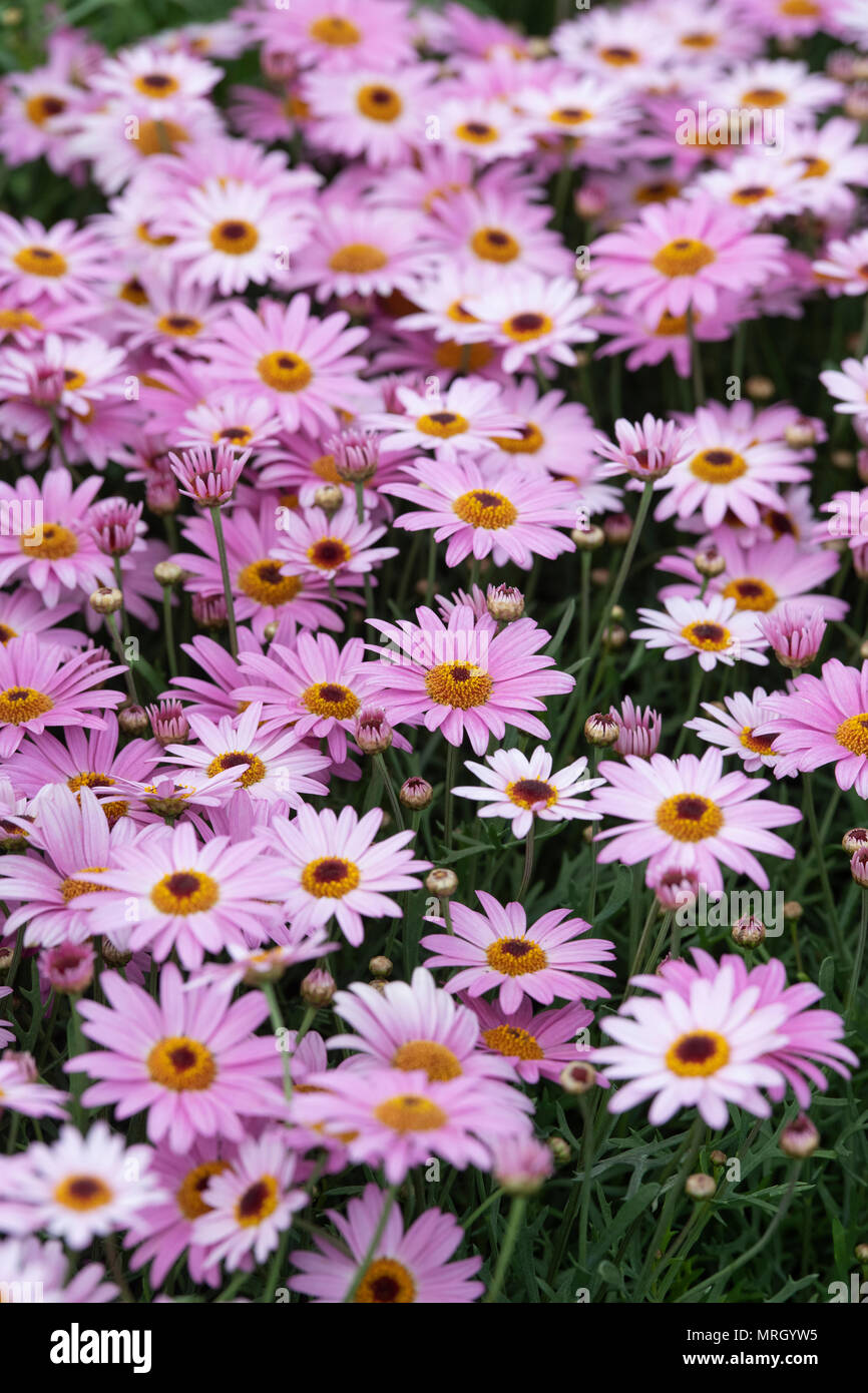 Argyranthemum Frutescens Pink Marguerite Daisy Flowers Stock Photo Alamy