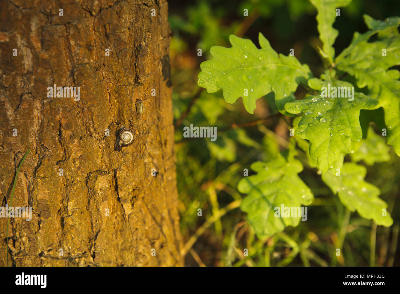 little snail walkig on the tree, close up, evening light Stock Photo