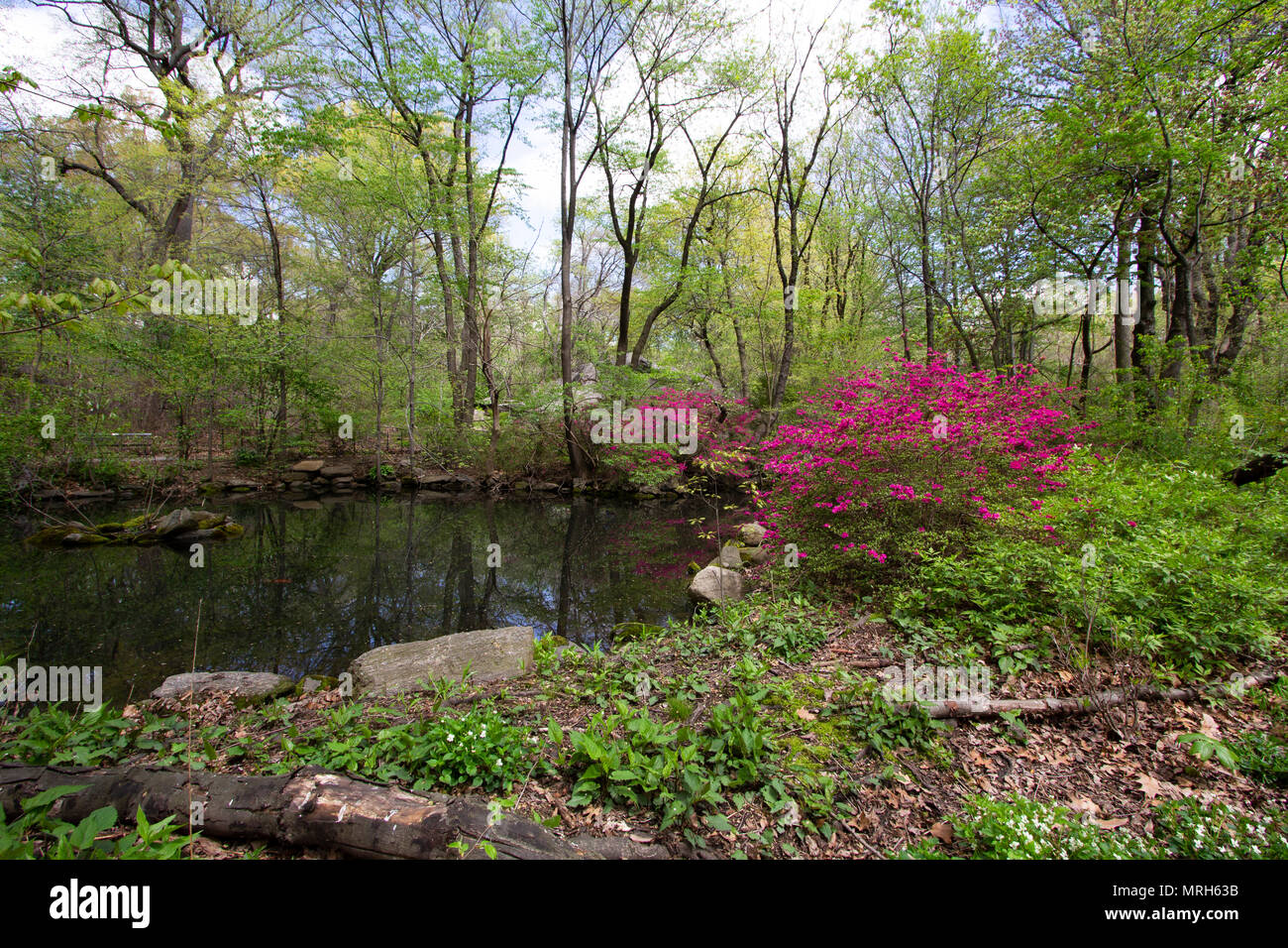 Small lake in Central Park Stock Photo