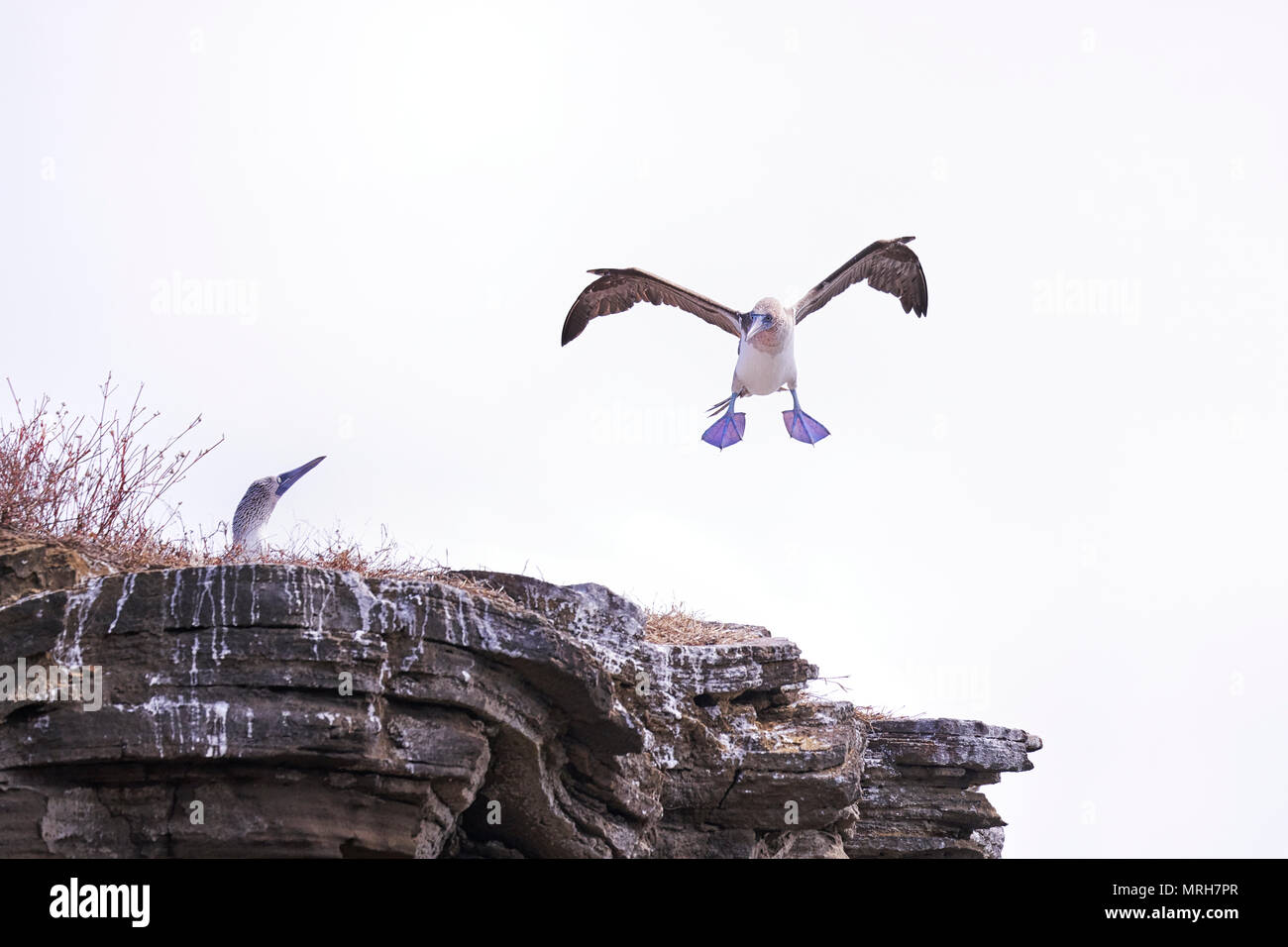 Blue Footed Booby landing on rocky outcrop in the Galapagos Islands of Ecuador Stock Photo