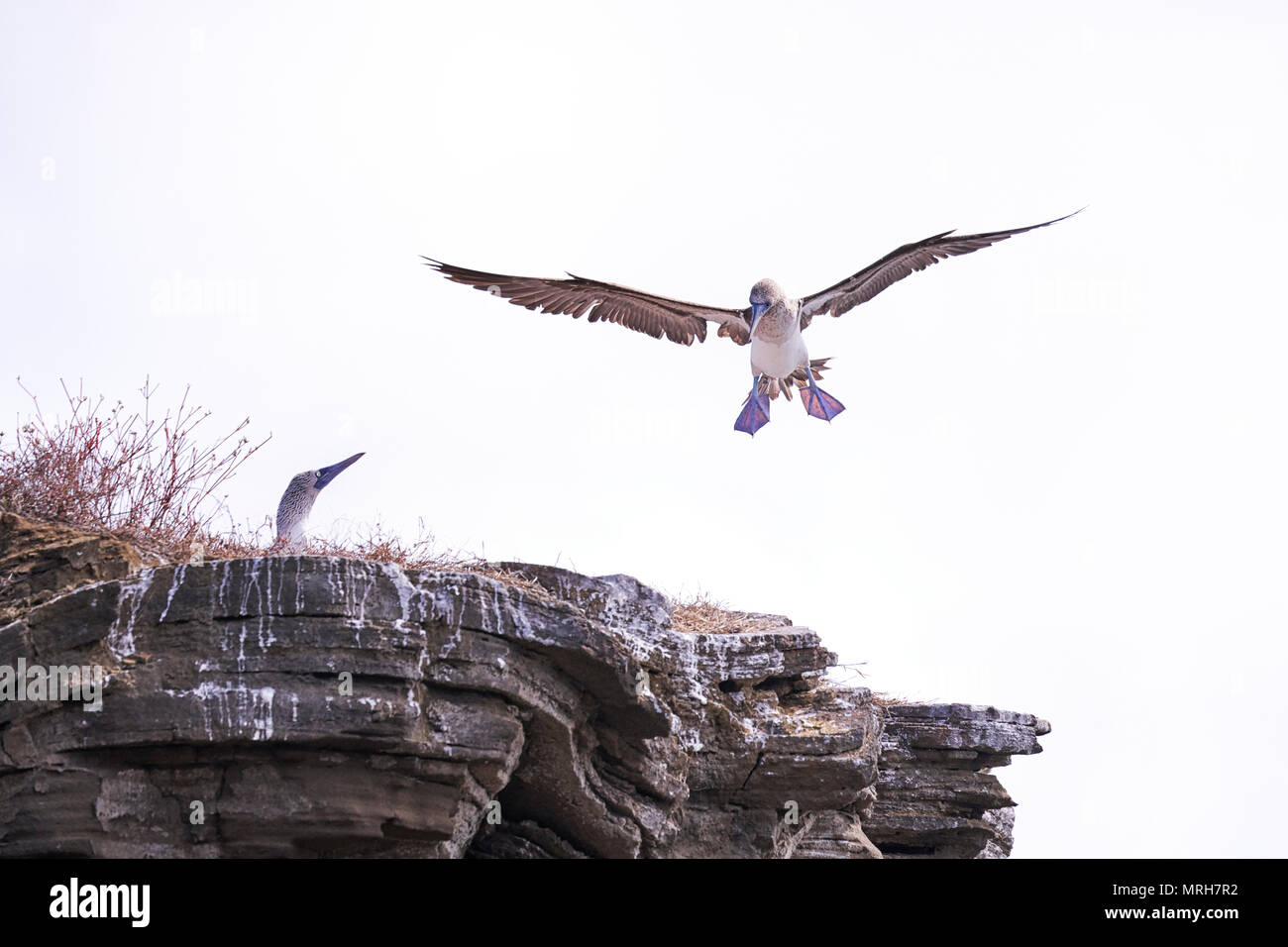 Blue Footed Booby landing on rocky outcrop in the Galapagos Islands of Ecuador Stock Photo