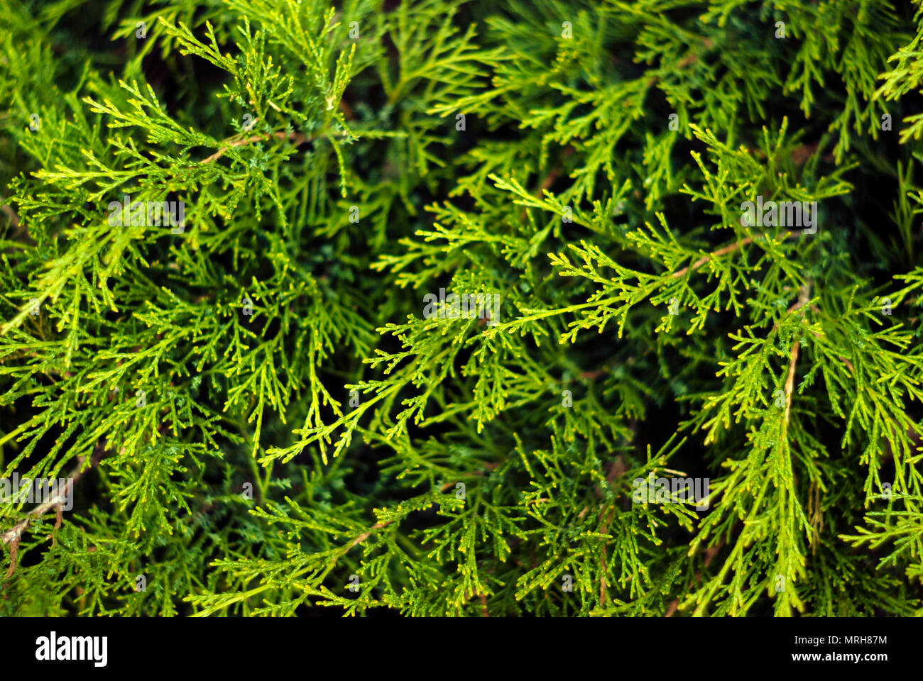 floral background - green soft coniferous twigs of live thuja Stock Photo