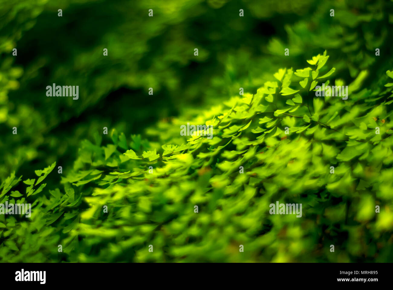 floral background - set of tiny bright green natural fern leaflets Stock Photo