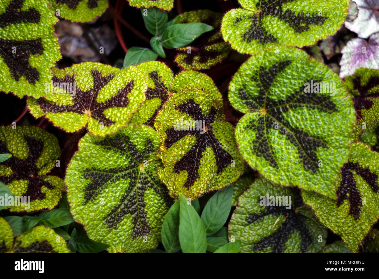 floral tropical background with patterned colorful leaves begonia masoniana Stock Photo