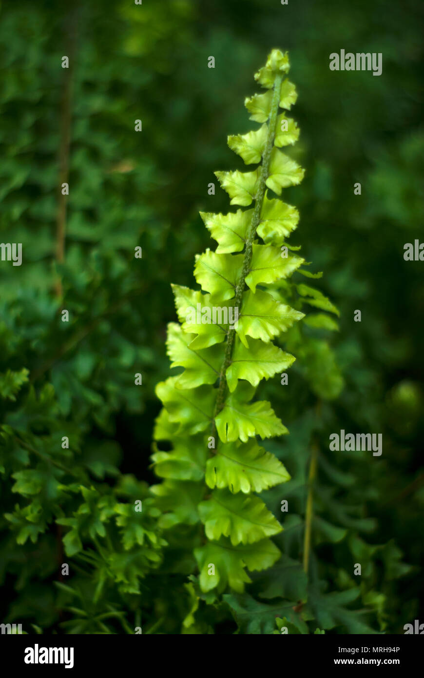 bright green juicy fresh leaf of fern (actually hepatic moss Jungermannia lycopodioides) on a dark blurry plant background Stock Photo