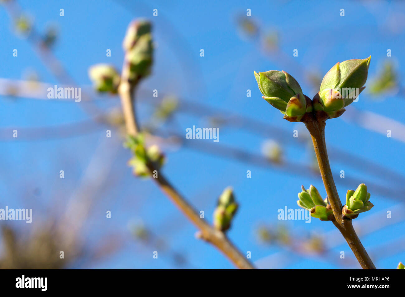 barely opened spring buds with young leaves on a tree branch close up ...