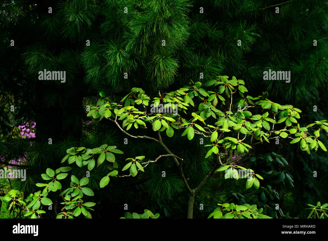 forest background - a bright bush of the Altai rhododendron under the branches of Siberian pine Stock Photo