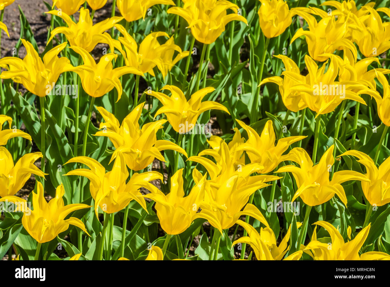 Flower fields in the spring time on the mountains surrounding Zurich city center, Switzerland Stock Photo