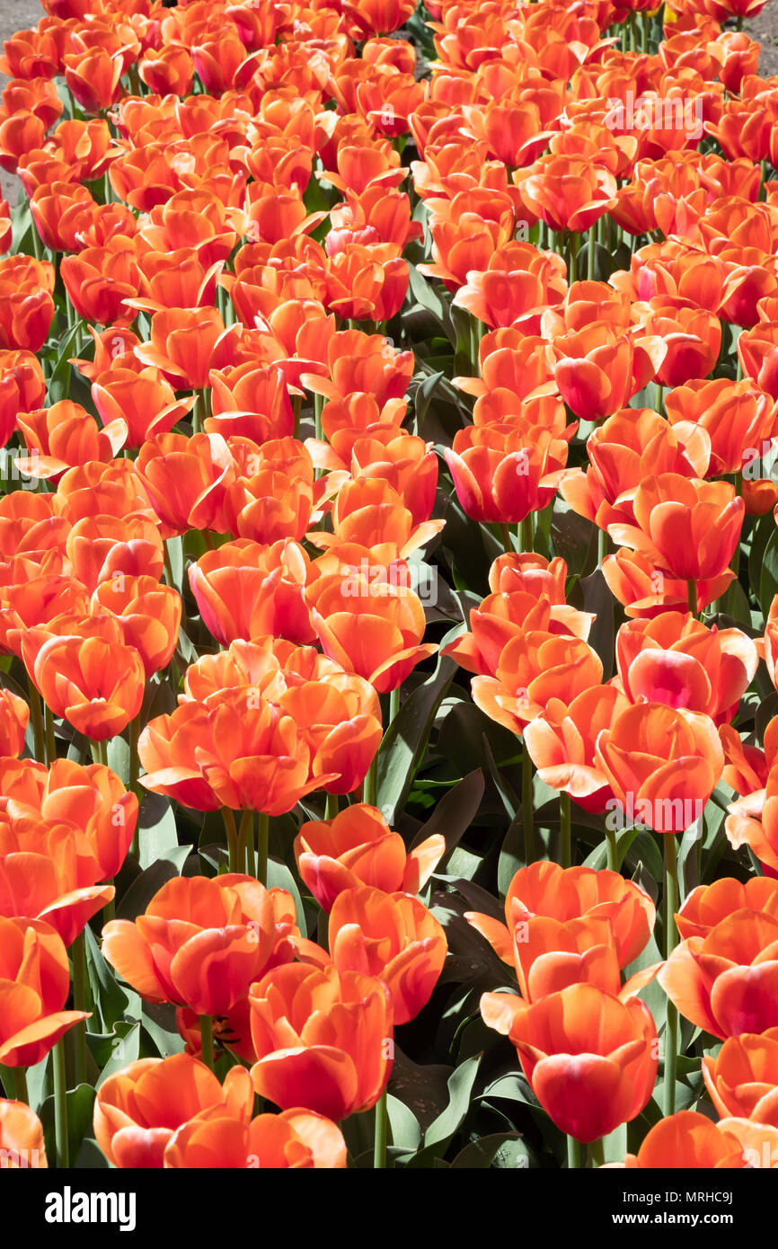 Flower fields in the spring time on the mountains surrounding Zurich city center, Switzerland Stock Photo