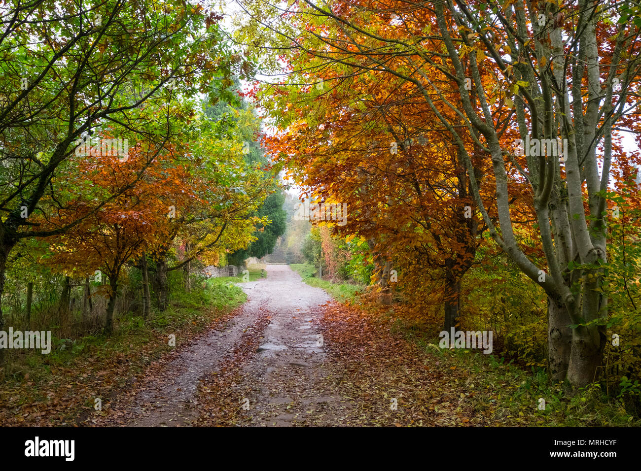Autumn woodland path near Grindleford, Derbyshire, UK Stock Photo