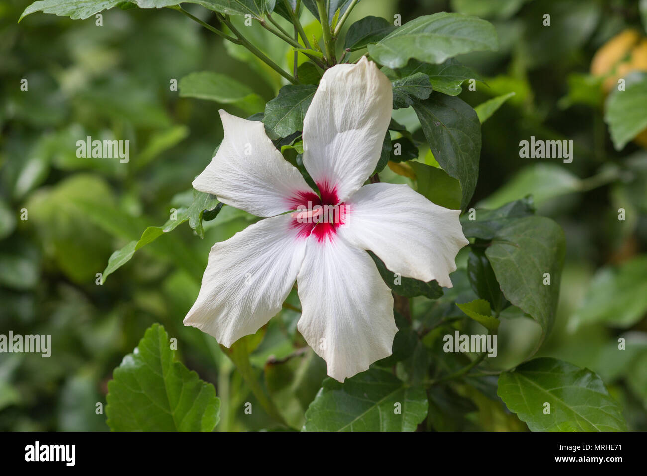 Peach and yellow hibiscus hi-res stock photography and images - Alamy