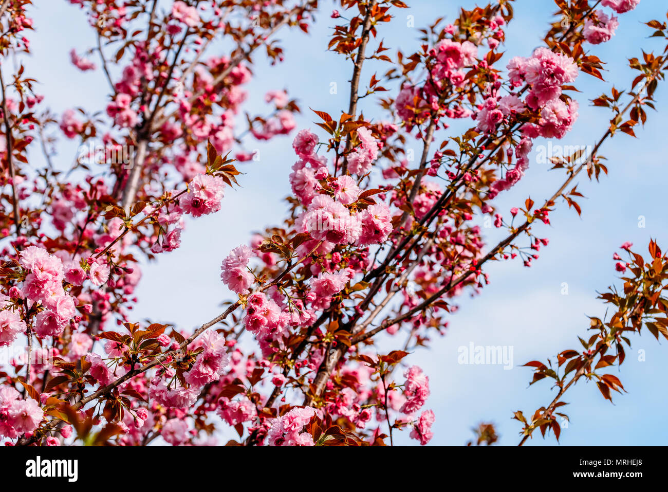 Cherry blossom details hi-res stock photography and images - Alamy