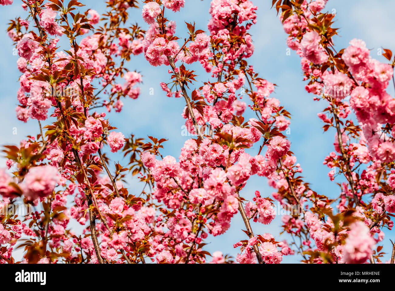 Pink Sakura Cherry Tree Flowers Blossom In Spring Stock Photo - Alamy