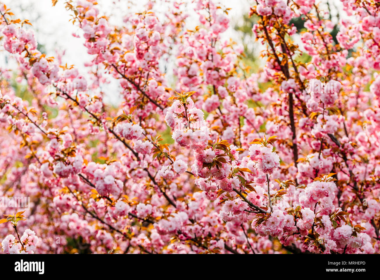 Pink Sakura Cherry Tree Flowers Blossom In Spring Stock Photo - Alamy