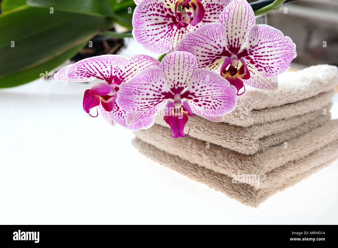 Spa concept. Orchid pink flowers with green leaves and towels on a white background, copy space Stock Photo