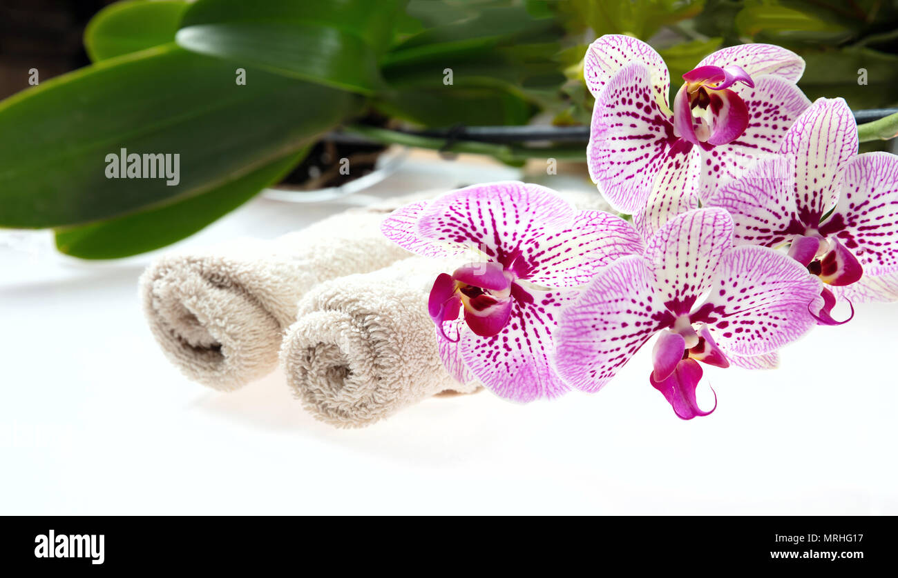 Spa concept. Orchid pink flowers with green leaves and towels on a white background Stock Photo