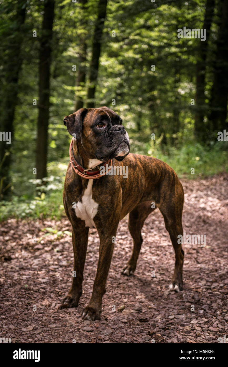 Boxer Wandering Forest Stock Photo