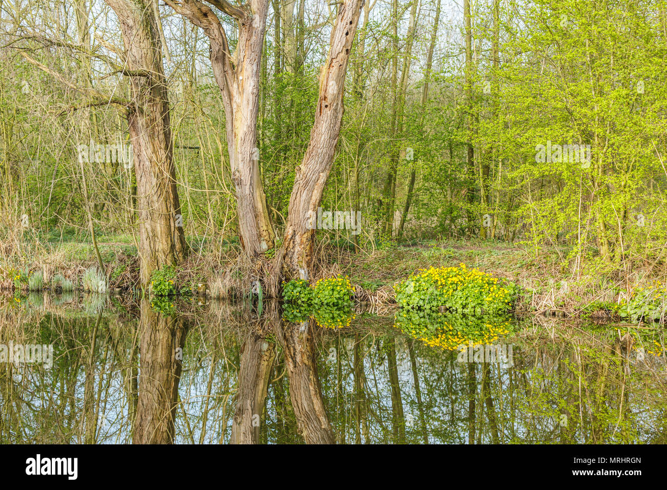 Marsh marigold, Caltha palustris,  with yellow flowers and bright green leaves in spring along ditch reflecting in the water Stock Photo