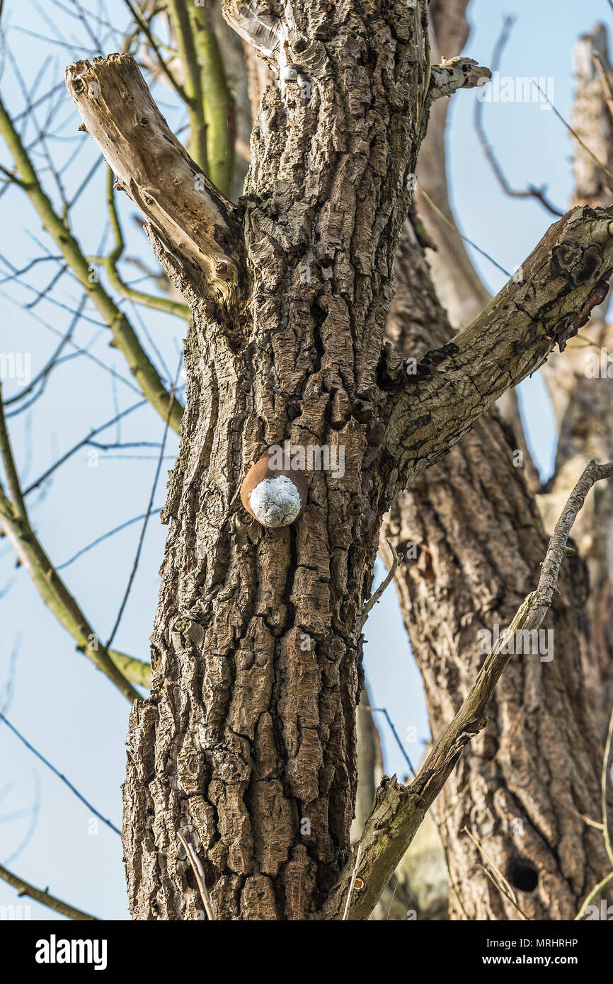 False Puffball,  Reticularia lycoperdon, on trunk of a dead willow tree in nature reserve Kromme Aar Stock Photo