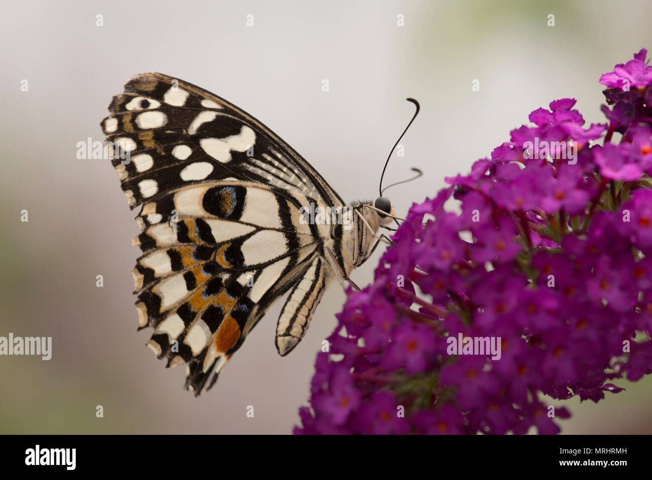 Lime butterfly, Papilio demoleus. Also known as the lemon butterfly