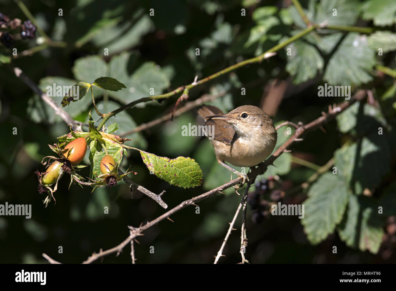 reed warbler, Acrocephalus scirpaceus Stock Photo