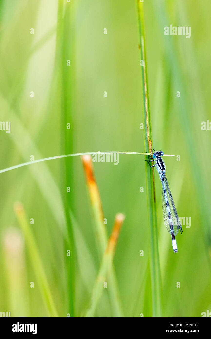 Common Blue damselfly sits on a straw Stock Photo - Alamy