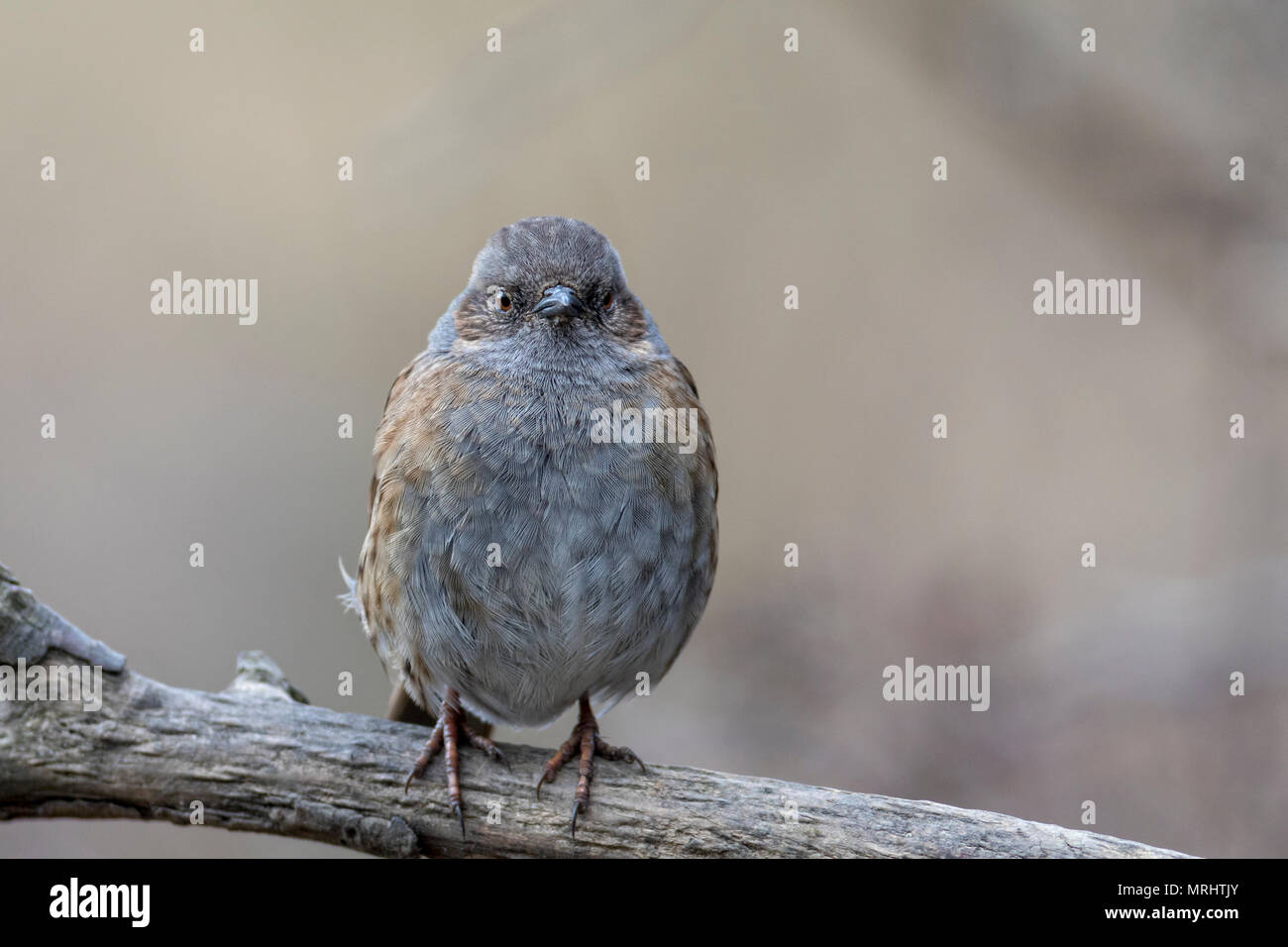 dunnock perched on a branch Stock Photo