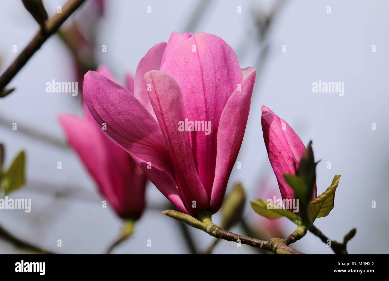Pink magnolia tree in flower in Roath Park Cardiff UK Stock Photo - Alamy