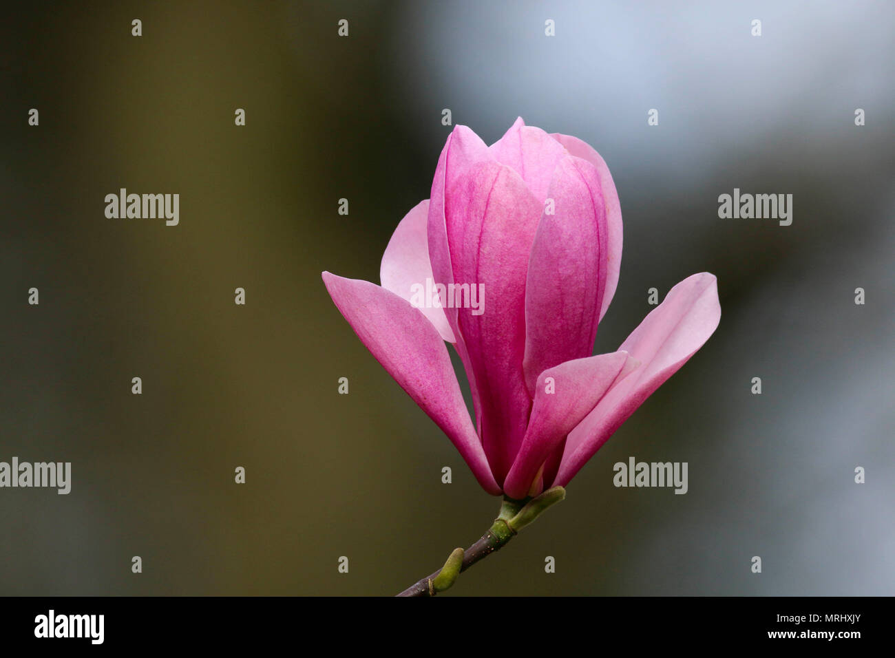 Pink magnolia tree in flower in Roath Park Cardiff UK Stock Photo Alamy