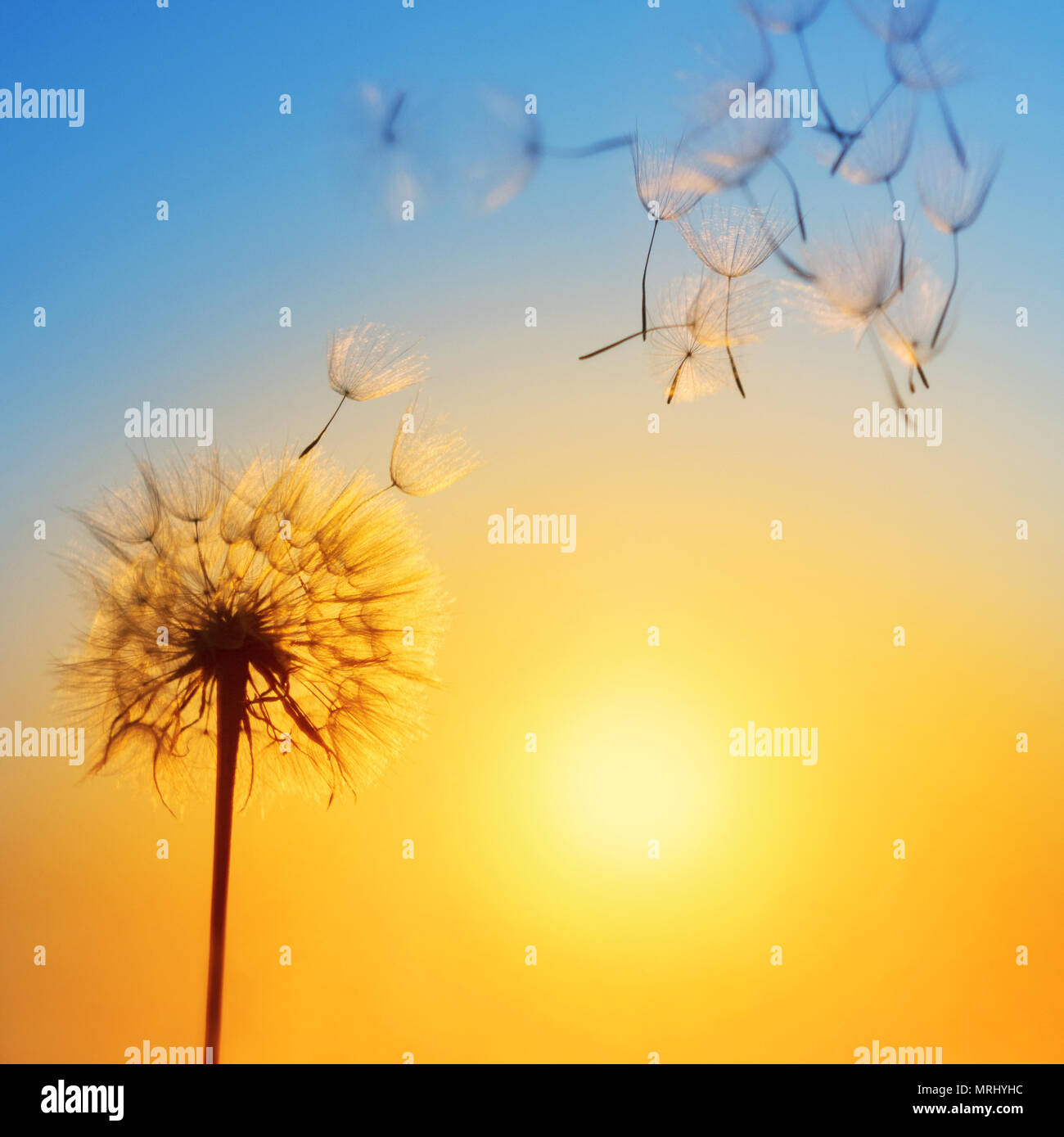 Silhouette of dandelion against the backdrop of the setting sun. Macro photography wuth place for text. Summer concept. Stock Photo