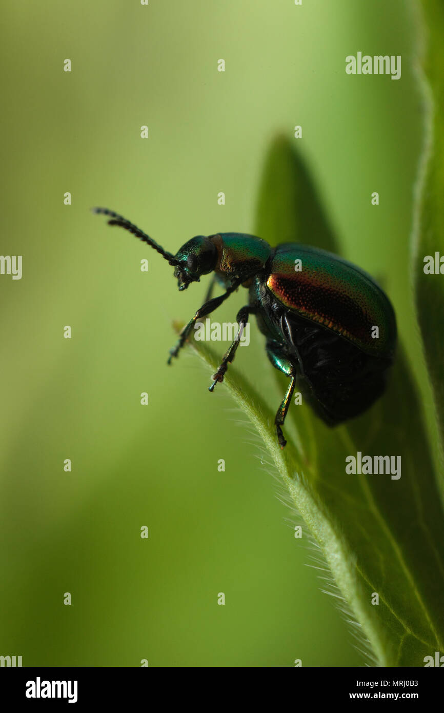 Green Dock Leaf Beetle Stock Photo Alamy