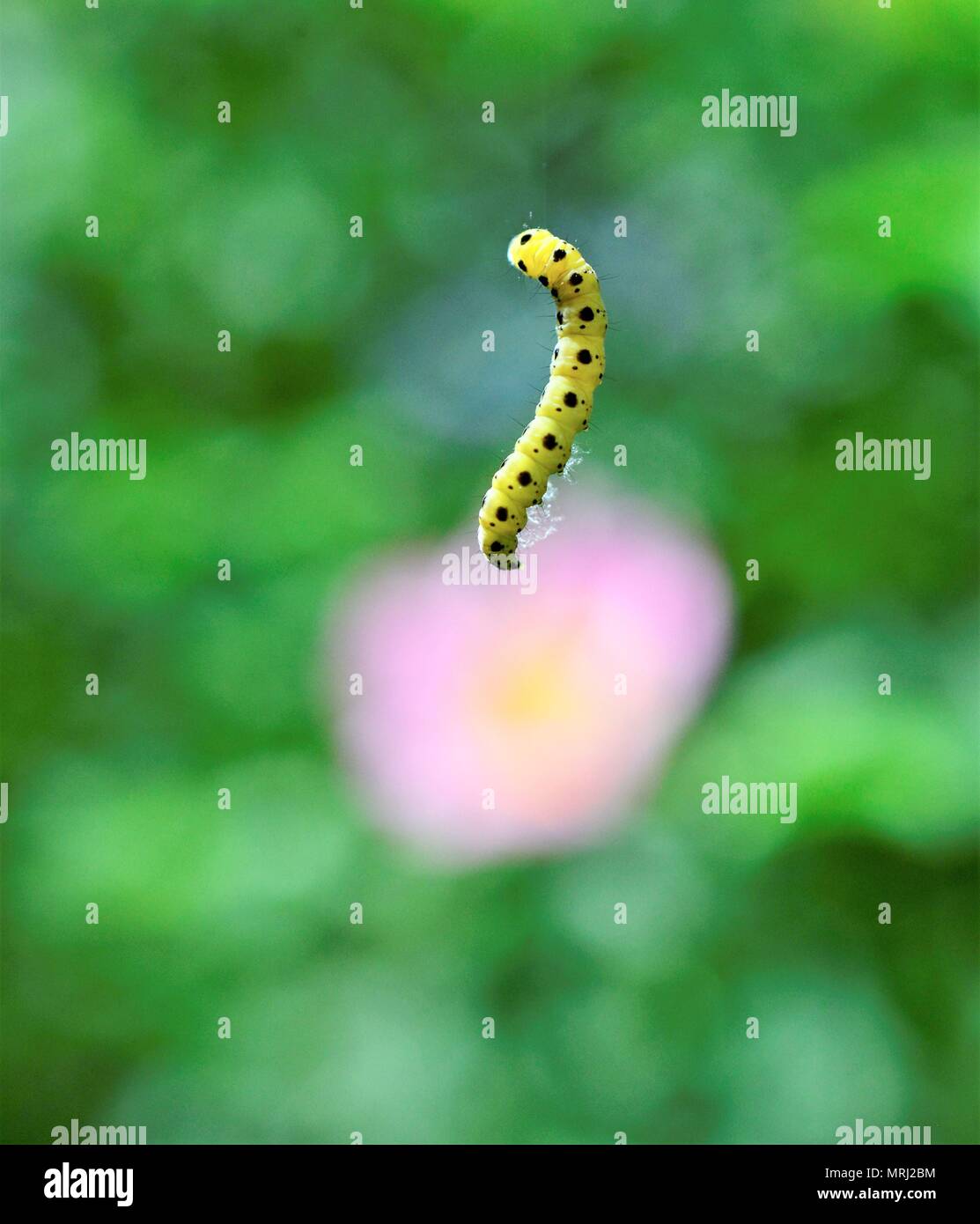 yellow caterpillar with black dots levitating,image of a Stock Photo