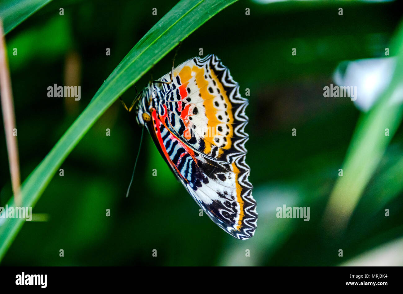 LONDON, UK - APRIL 4, 2018: A colorful butterfly with its wings folded in green background at the exhibition features at Natural History Museum. Stock Photo