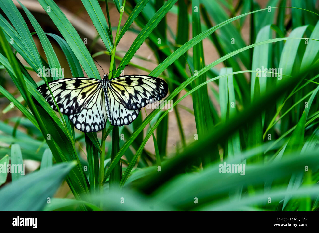 LONDON, UK - APRIL 4, 2018: A colorful butterfly with its wings spread in green background at the exhibition features at Natural History Museum. Stock Photo