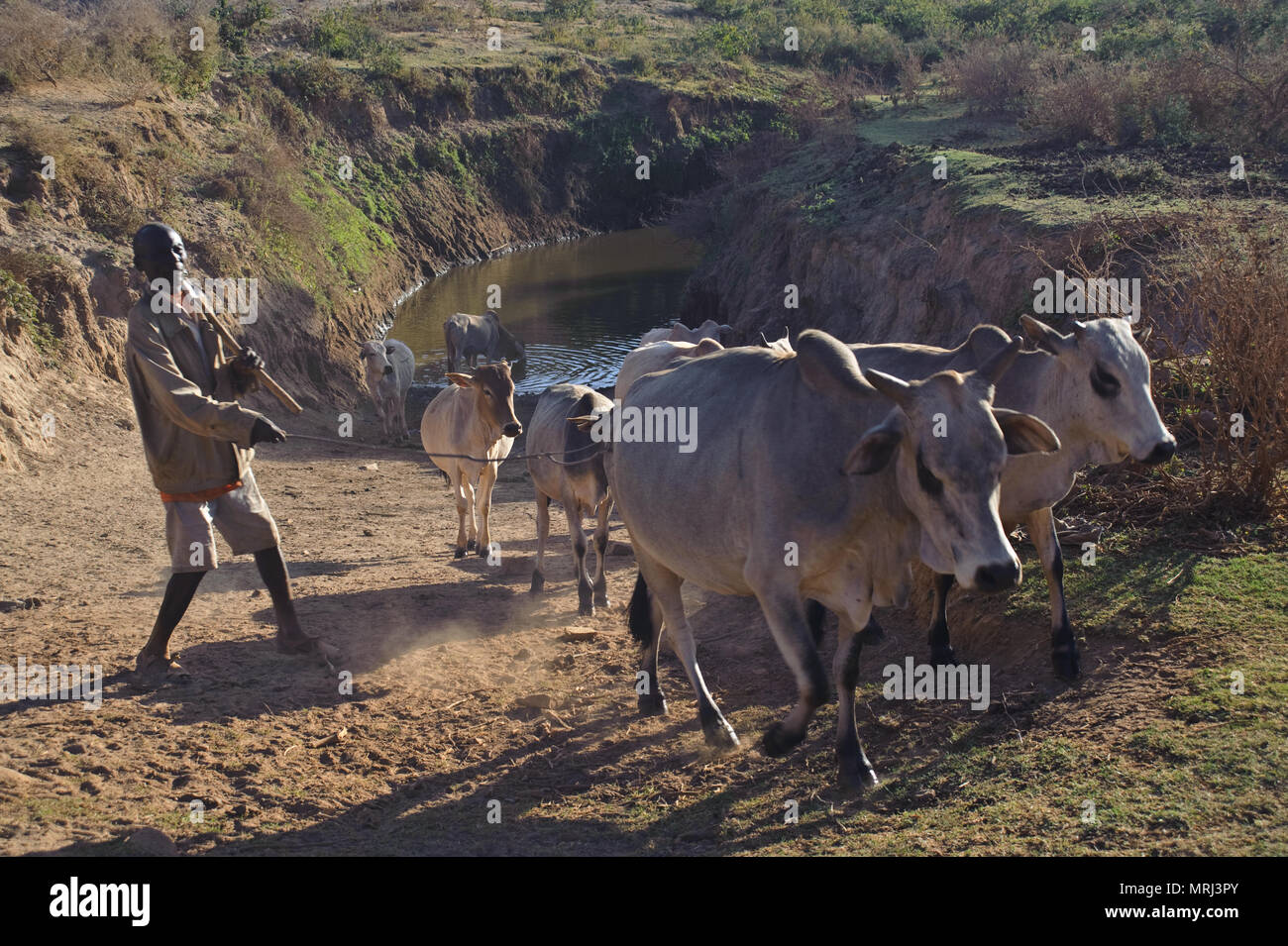 Cattle coming from drinking water in a pond ( Ethiopia) Stock Photo