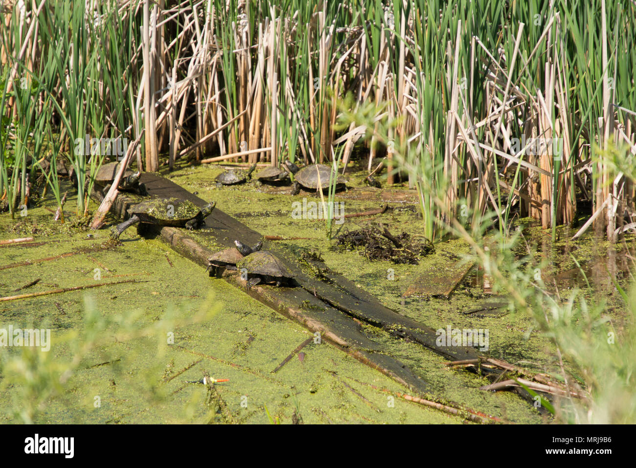 Common Map Turtles basking in the sun on White Lake in Whitehall, Michigan, USA. Stock Photo