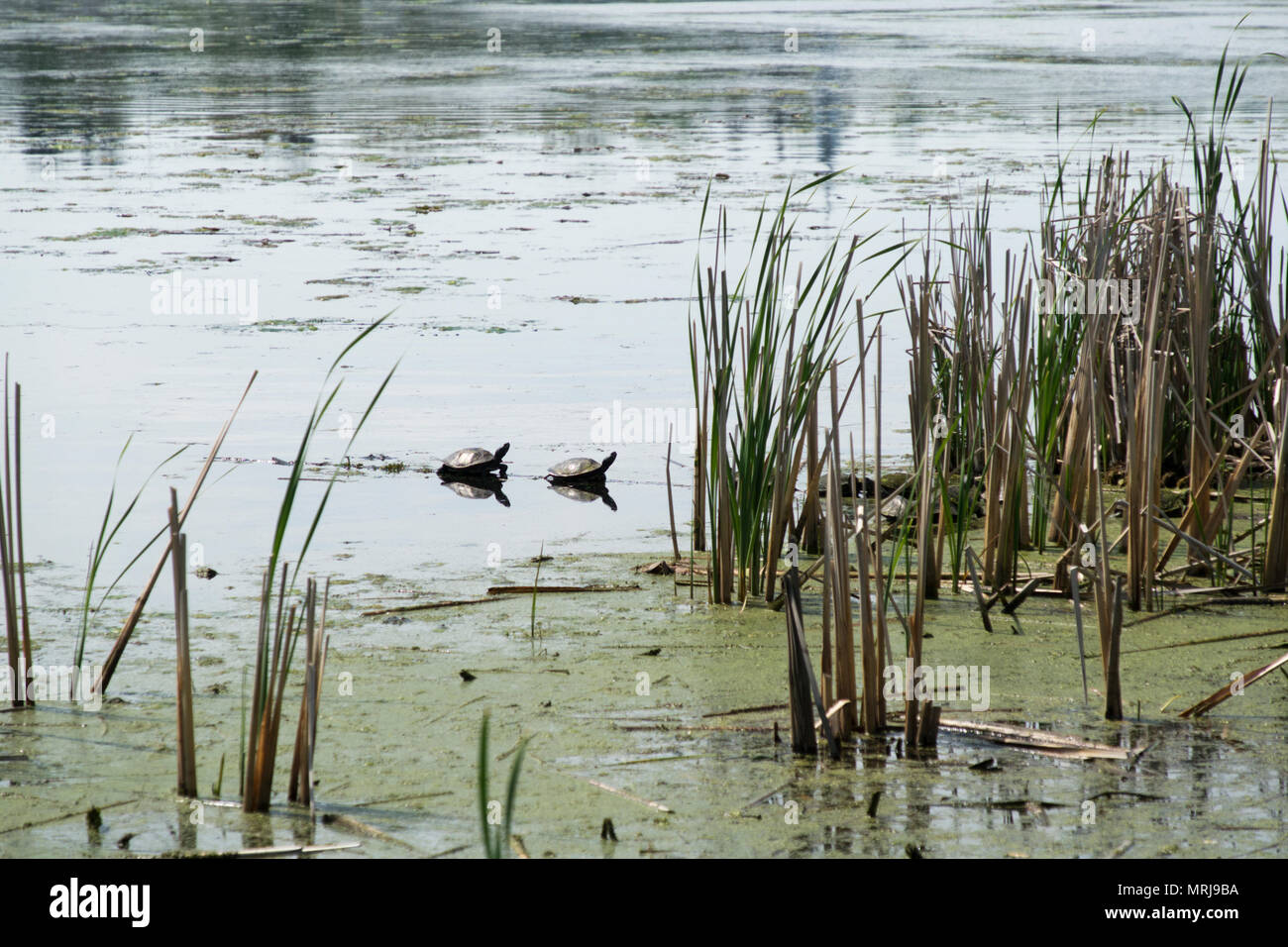 Common Map Turtles basking in the sun on White Lake in Whitehall, Michigan, USA. Stock Photo