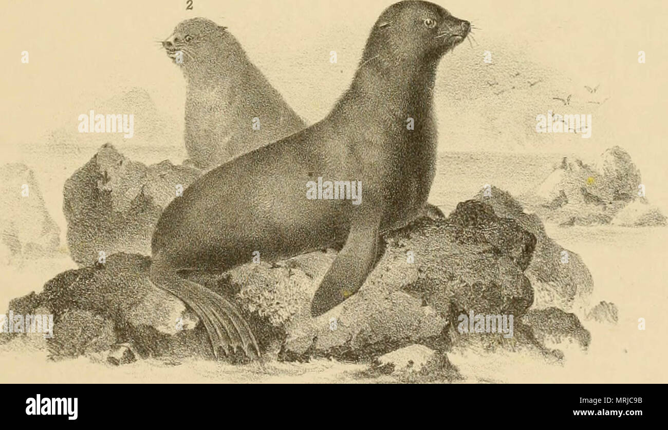 "The marine mammals of the north-western coast of North America ...